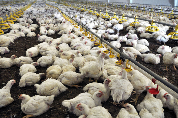 Farm for growing broiler chickens - Photo, Image