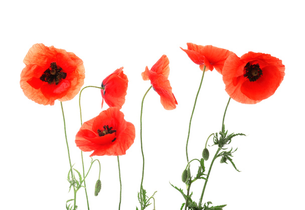 Krásné červené mák květiny na bílém pozadí - Fotografie, Obrázek