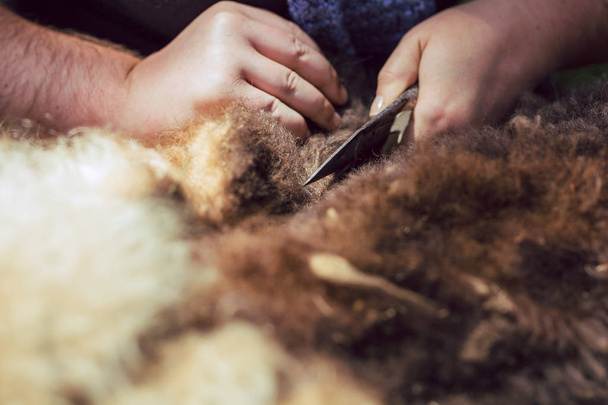 Las agricultoras usan cortadoras para cortar lana de oveja en primavera
 - Foto, imagen