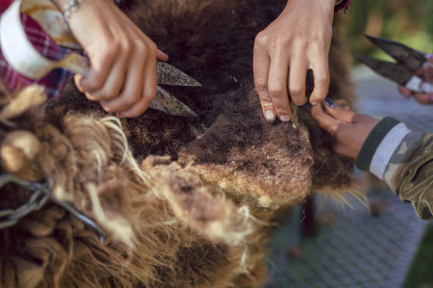 Agricultoras usam cortadores para tosquiar lã de ovelha na primavera
 - Foto, Imagem