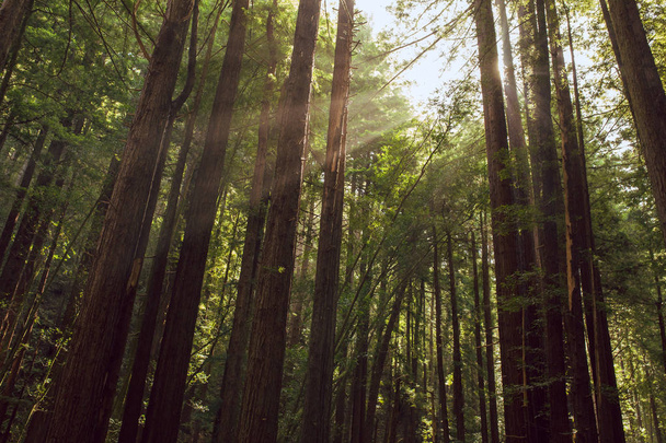 Fog and light rays in the redwood forests of Northern California - Foto, Bild