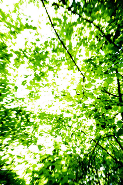 Treetops w lesie, z efektem powiększenia - Zdjęcie, obraz