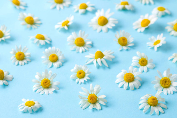 Manzanilla. Flores medicinales de manzanilla sobre un suave fondo azul claro. fondo de flores
. - Foto, imagen