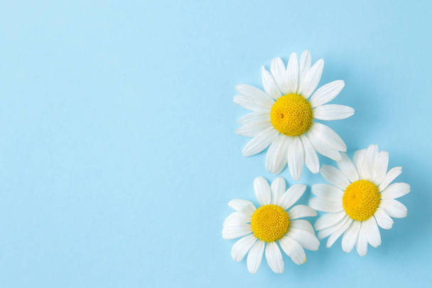Chamomile. Medicinal little chamomile flowers on a gentle light blue background. top view. space for text - Φωτογραφία, εικόνα