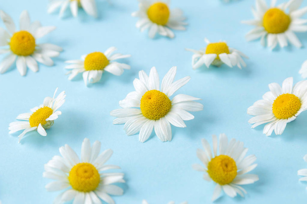Camomila. Pequenas flores de camomila medicinais em um fundo azul claro doce. fundo de flores
. - Foto, Imagem
