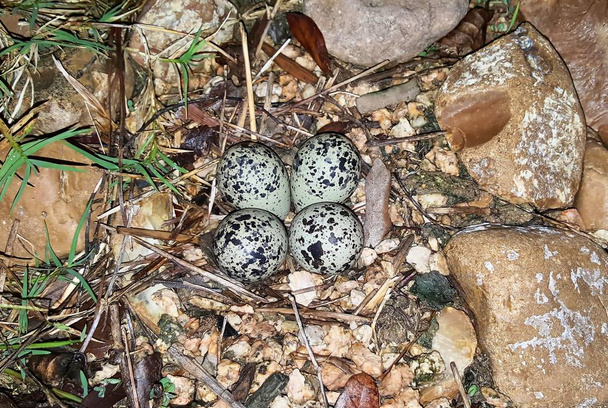 Killdeer Plover eieren in een nest gemaakt van stenen en kiezels. Het wordt gecamoufleerd om roofdieren te ontmoedigen. Zelfs de kuikens hebben camouflage kleuren als ze uitkomen. - Foto, afbeelding
