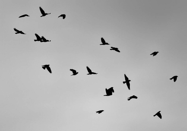 cuervos volando, enfoque selectivo
 - Foto, imagen