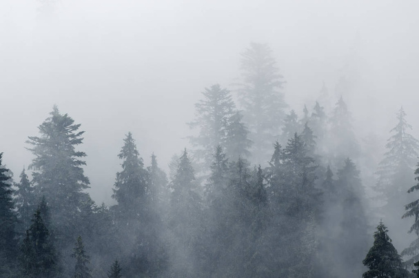 Misty mountain landscape - Fotoğraf, Görsel