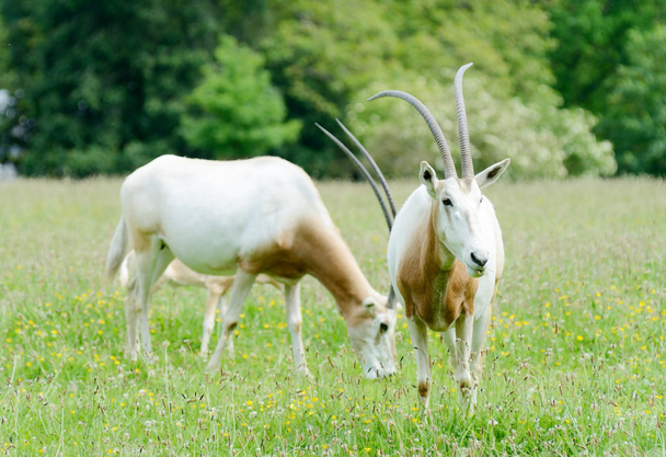 Scimitar horned oryx - Photo, image