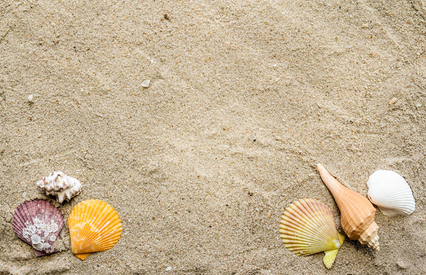kumlu yüzeyde sualtı deniz kabukları  - Fotoğraf, Görsel
