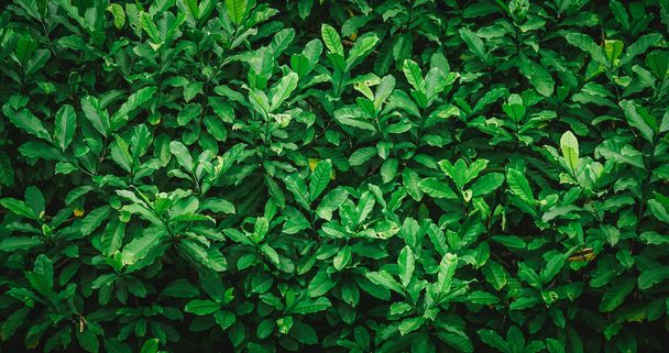 green leaves background with vintage filter  - Photo, Image