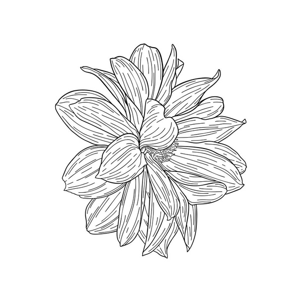 Dahlia ink sketch. Isolated on white. Fashion floral print for a banner, poster, wrapping, fabric, notebook, invitation - Vetor, Imagem