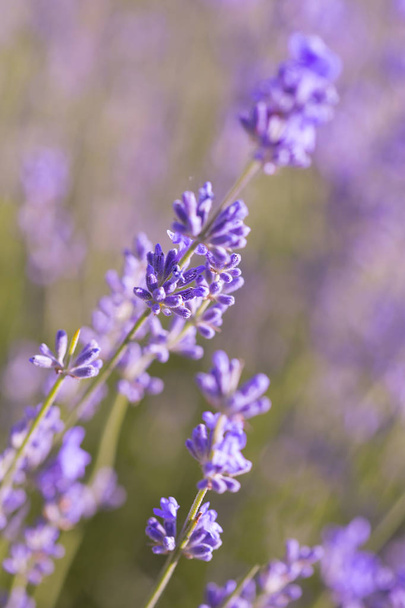 Field of lavender flowers. Natural background - Photo, image