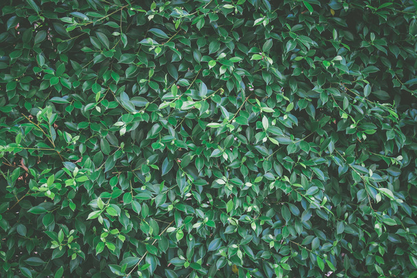 Vihreä pensas lehdet tausta - Valokuva, kuva