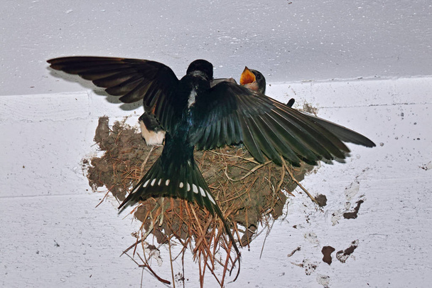 barn swallow feeds its little - Photo, Image