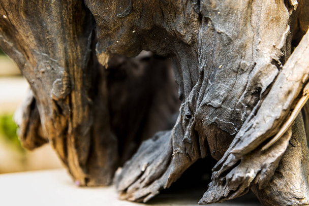La naturaleza de la vieja madera en descomposición
 - Foto, imagen