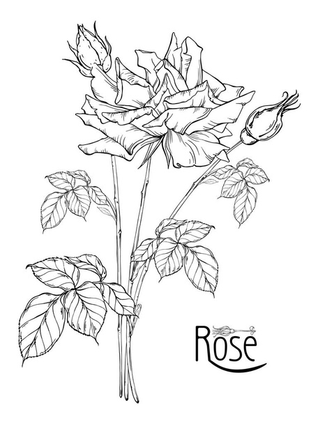 векторная цветочная композиция с цветами роз и бутонами роз
 - Вектор,изображение