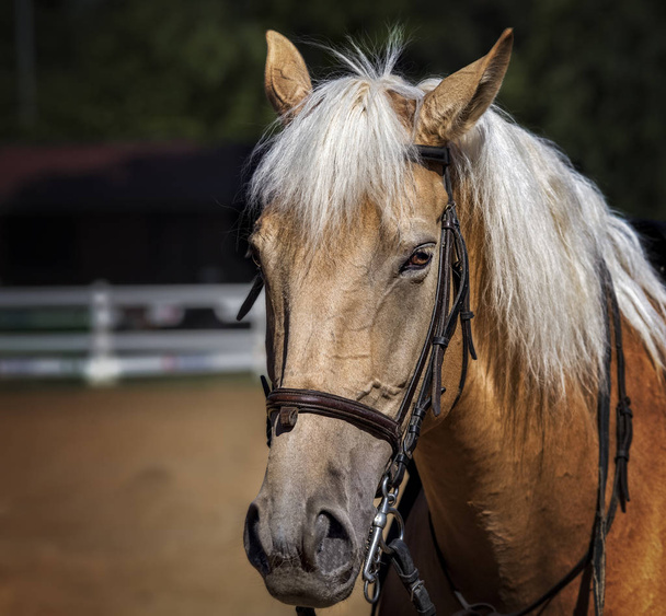 Close-up of a beautiful horse in a farm - Fotoğraf, Görsel
