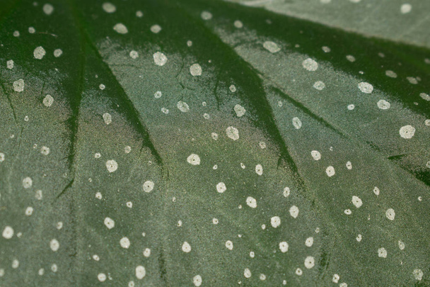green leaf spotted begonia speckled polka dot flower pot plant for design - Photo, Image
