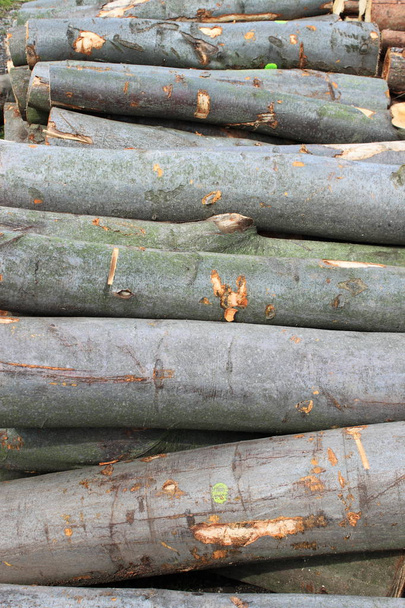 Cutted trunks - Photo, Image