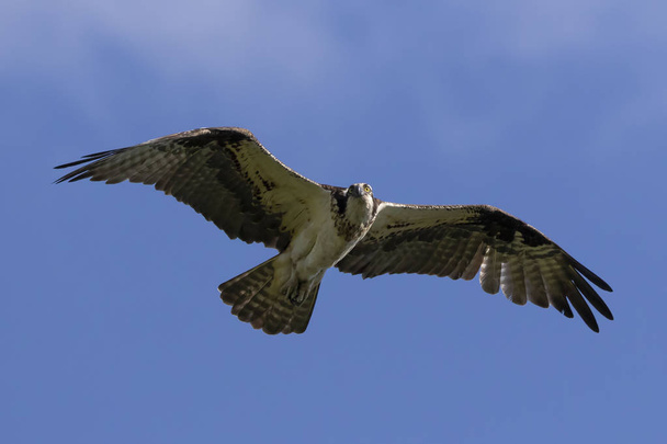  Western osprey (Pandion haliaetus) in flight,nature scene from Wisconsin - Photo, Image