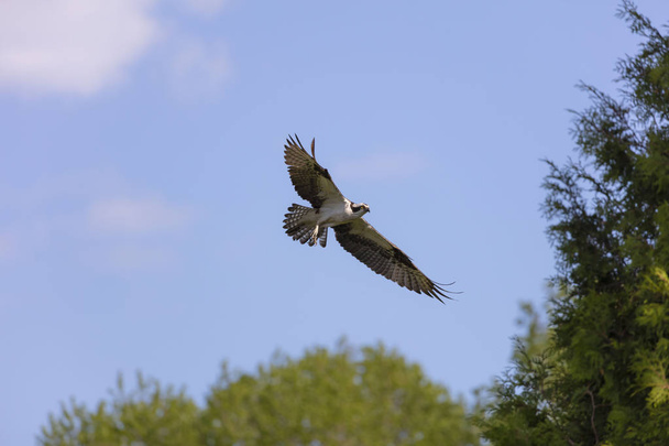  Western osprey (Pandion haliaetus) em voo, cena da natureza de Wisconsin
 - Foto, Imagem