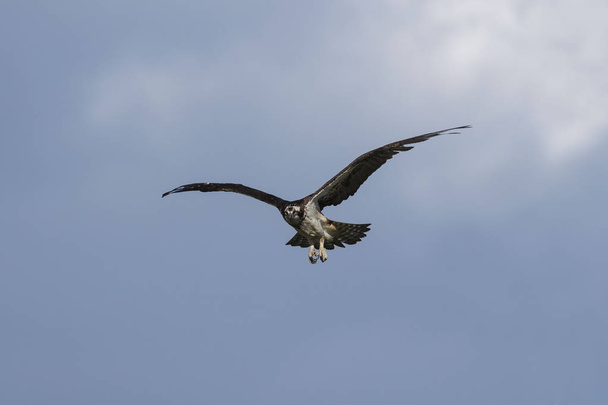  Falco pescatore occidentale (Pandion haliaetus) in volo, scenario naturale del Wisconsin
 - Foto, immagini
