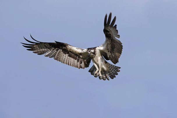  Western osprey (Pandion haliaetus) in flight,nature scene from Wisconsin - Photo, Image