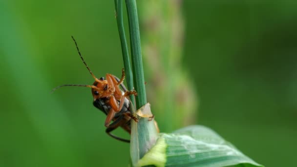 Common Red Soldier Beetle (Rhagonycha fulva) - Filmati, video