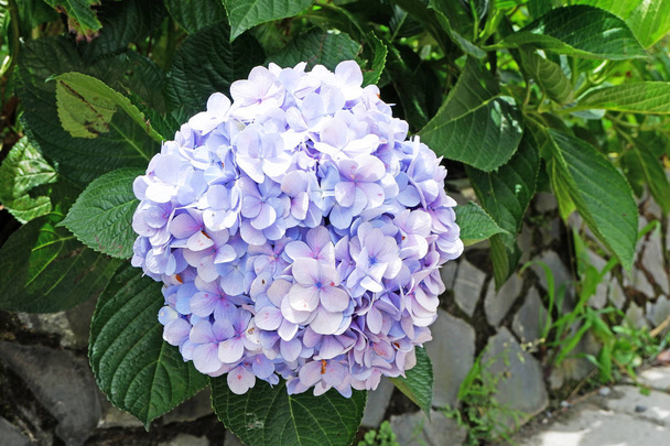 violette Blüten pflanzen, Hortensien, Hortensien oder Hortensien aus nächster Nähe - Foto, Bild