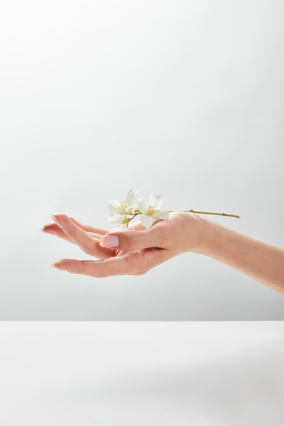 обрізаний вид жінки, що тримає жасмин на руці
 - Фото, зображення