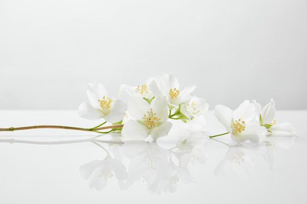 fresh and natural jasmine flowers on white surface - Φωτογραφία, εικόνα