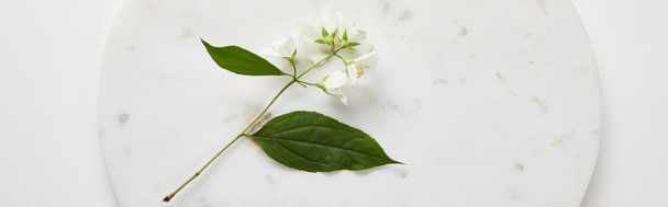 panoramic shot of plate with jasmine on white surface - Fotografie, Obrázek