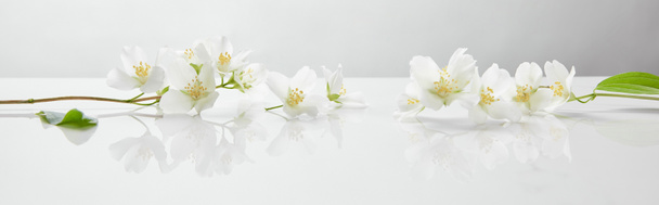 plan panoramique de fleurs de jasmin sur surface blanche
 - Photo, image