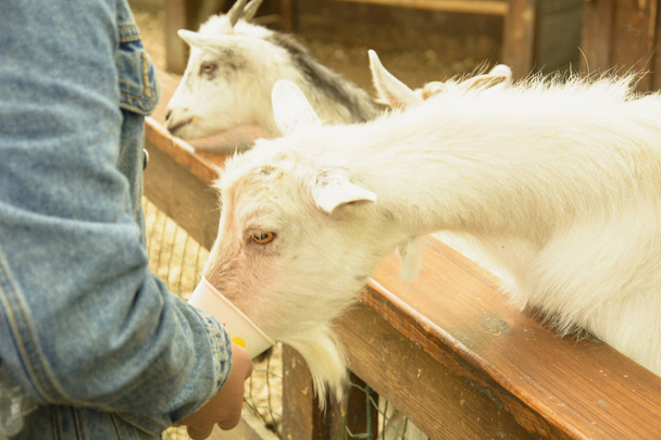 Domestic goats at the zoo - Φωτογραφία, εικόνα