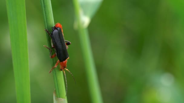 一般的な赤兵士甲虫 (Rhagonycha ハマカンゾウ) - 映像、動画