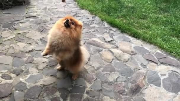 Dog "Pomeranian Spitz". A small fluffy dog stands on its hind legs, against the background of a stone walkway in the yard. - Séquence, vidéo