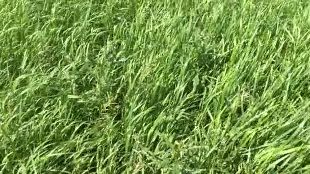 Vysoká tráva se kymácí ve větru. Zelená krajina na venkově. - Záběry, video