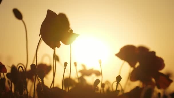 Ebony klaprozen bloeien in een sprookjesachtig veld in Oekraïne bij een licht bruine zonsondergang enigmatische weergave van Ebony bloemen die een fantastisch veld in Oekraïne bedekken bij een licht bruine zonsondergang. Ze zien er helder en mysterieus uit. - Video