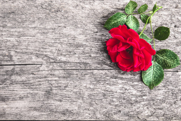 Roses on an old wooden board. Flower frame. - Photo, Image