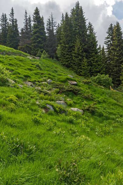 Літній пейзаж з зеленими горбами Вітоша Гора, Софійська міська область, Болгарія - Фото, зображення