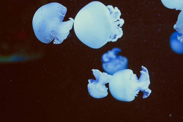 Medusas de colores ultravioleta luna en el agua
 - Foto, imagen