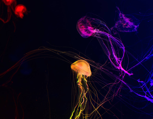 colorful malaysian sea nettle jellyfish on dark background - Fotó, kép