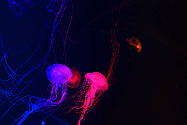 барвисті медузи малайської морської кропиви на темному фоні
 - Фото, зображення