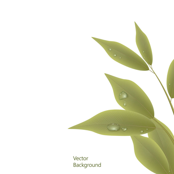 Green branch  - Wektor, obraz