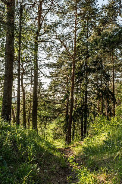 footpath in a pine forest, nature landscape - Foto, afbeelding