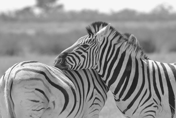 Черно-белый живописный снимок красивых диких зебр в Саванне
 - Фото, изображение