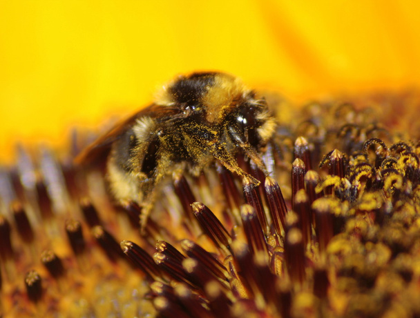 méhek - Fotó, kép