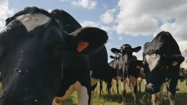 Μαύρη και άσπρη αγελάδα γάλακτος κοιτάζοντας την κάμερα ενώ βόσκουν σε βοσκότοπους κατά τη διάρκεια της ζεστης ηλιόλουστης μέρας το καλοκαίρι. Διατροφή των ζώων, οικολογική γεωργία concept. - Πλάνα, βίντεο