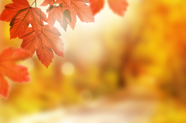 Sonbahar arka planı. Bulanık bir arka plan üzerinde sonbahar parkında sarı yaprak - Fotoğraf, Görsel